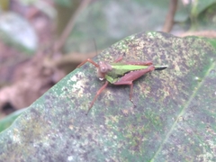 Scaria