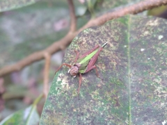 Scaria