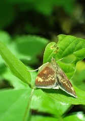 Pyrausta homonymalis