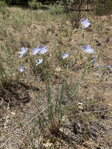 iNaturalist observation photo of Lewis flax