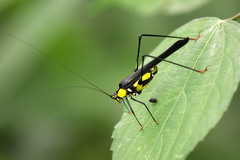 Dioncomena jagoi