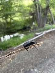 Iphthiminus serratus