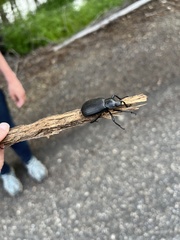 Iphthiminus serratus