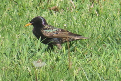 Sturnus vulgaris