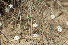 Commicarpus brandegeei