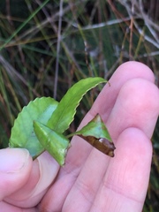 Caloptilia chrysitis