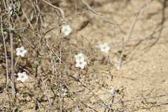 Commicarpus brandegeei