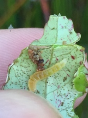 Caloptilia chrysitis
