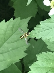 Xanthogramma flavipes