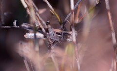 Froggattina australis