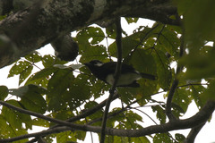 Stactolaema leucotis