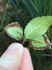 Caloptilia chrysitis
