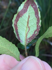 Caloptilia chrysitis