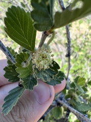 Cercocarpus montanus