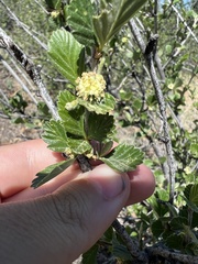 Cercocarpus montanus
