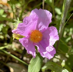 Cistus creticus
