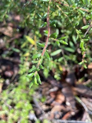 Persoonia hirsuta