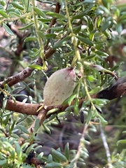 Persoonia hirsuta