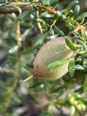 Persoonia hirsuta