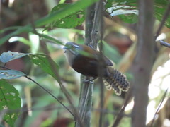 Pheugopedius genibarbis