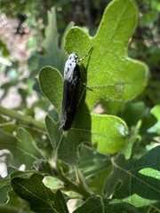 Ethmia