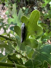 Ethmia