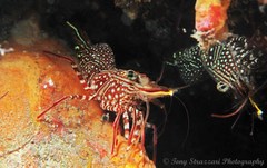 Rhynchocinetes serratus