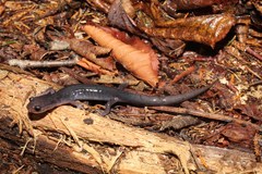 Plethodon montanus