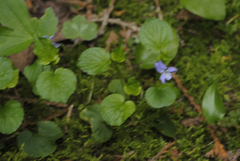Viola labradorica