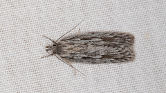 Phylomictis idiotricha