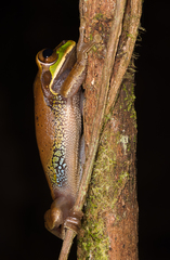 Smilisca cyanosticta