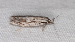 Phylomictis idiotricha