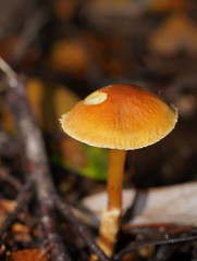 Cystoderma muscicola