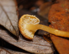 Cystoderma muscicola