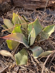 Agave guadalajarana