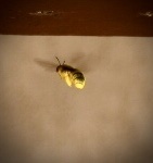 Xylocopa tabaniformis orpifex