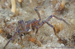 Anoplodactylus evansi