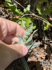 Mertensia