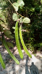 Image of Bauhinia podopetala