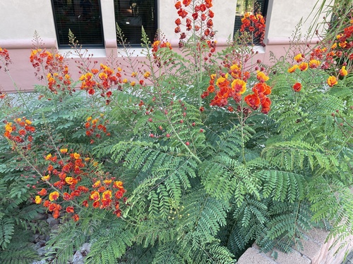 Caesalpinia pulcherrima iNat (1)