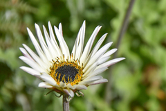 Arctotis stoechadifolia