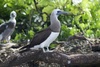Cocos Booby - Photo (c) Ryan Rash, some rights reserved (CC BY-NC), uploaded by Ryan Rash