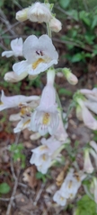 Penstemon brevisepalus