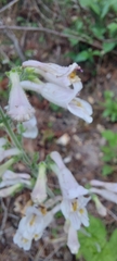 Penstemon brevisepalus