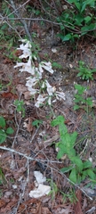 Penstemon brevisepalus