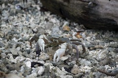 Geograpsus crinipes
