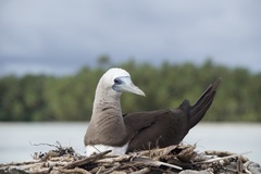 Sula leucogaster brewsteri