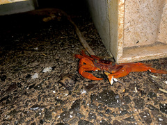 Geograpsus stormi