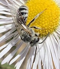 Lasioglossum sisymbrii