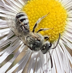 Lasioglossum sisymbrii